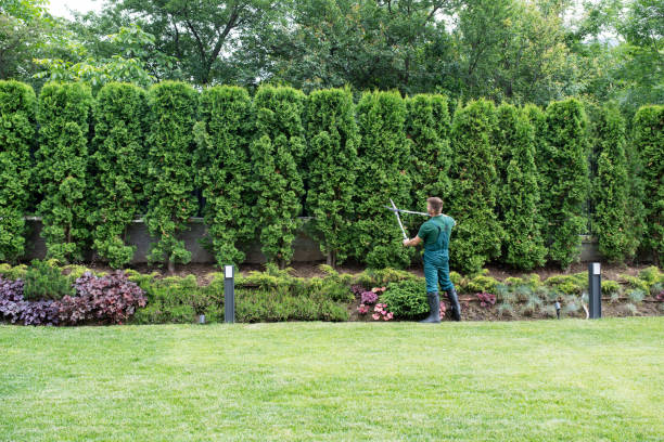 How Our Tree Care Process Works  in  Matheny, CA