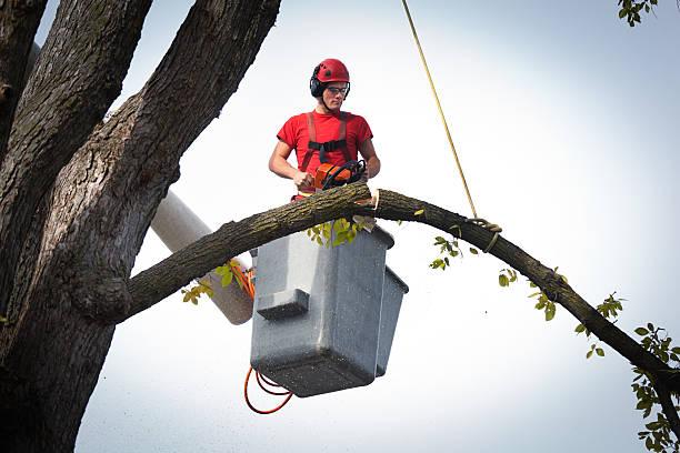 Professional Tree Removal in Matheny, CA